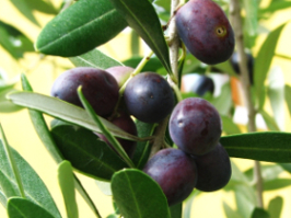 EARL Calamel-Fructus